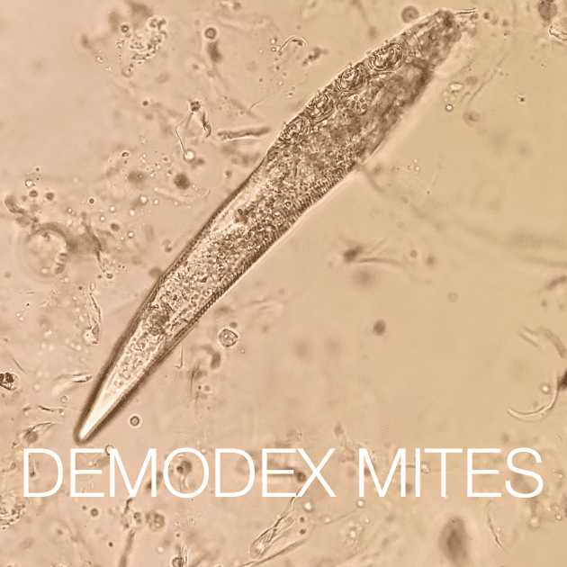 Demodex